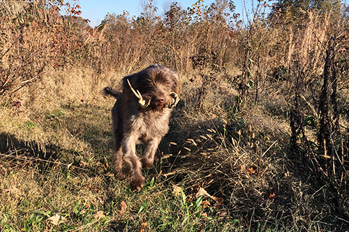 UKC Elite Shed Dog Series, photo by Mitchell Pigue