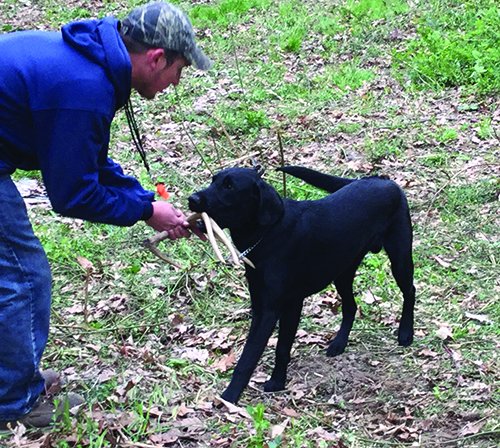 A dog and handler during the event.