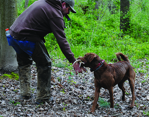 A Chesapeake Bay Retriever in action.