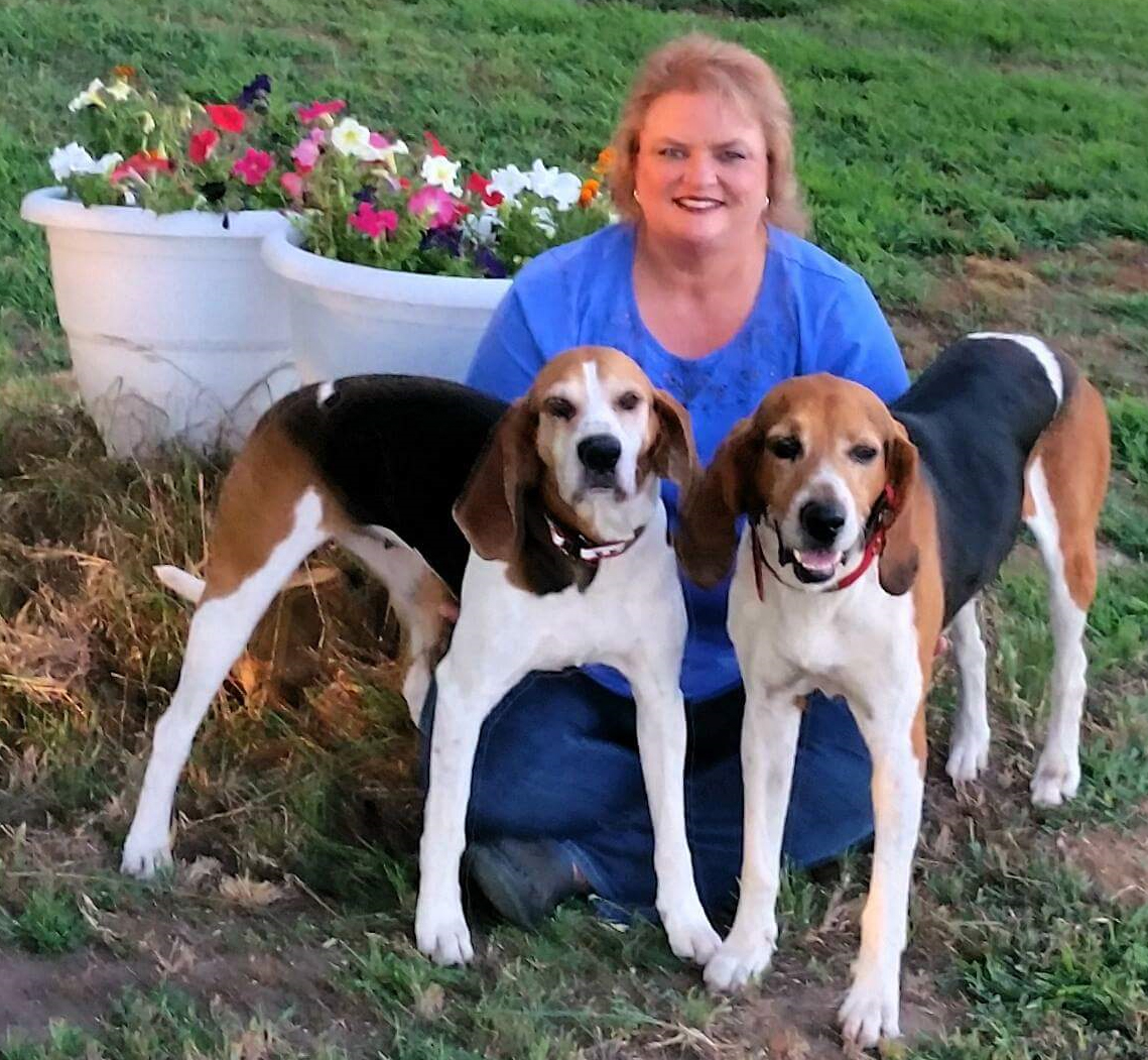 coonhound bench show