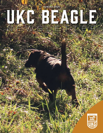 UKC Beagle August 2025