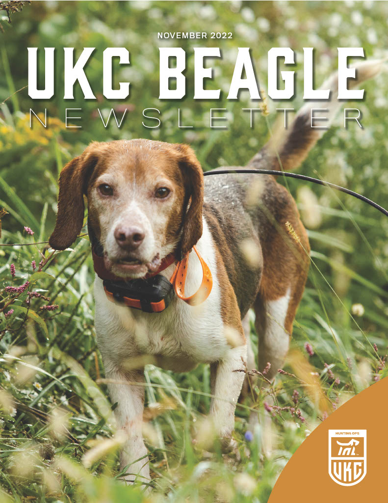 Beagle Newsletter November 2022 Cover