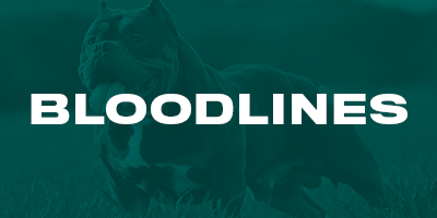 Bloodlines Listing Service