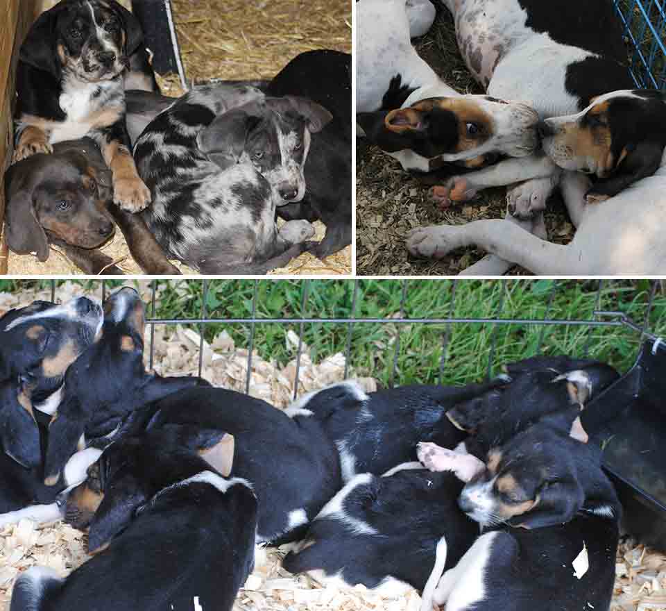 Ukc coonhound for sale sale