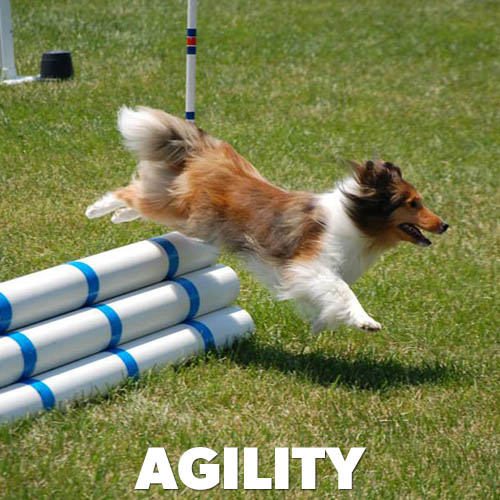 Agility