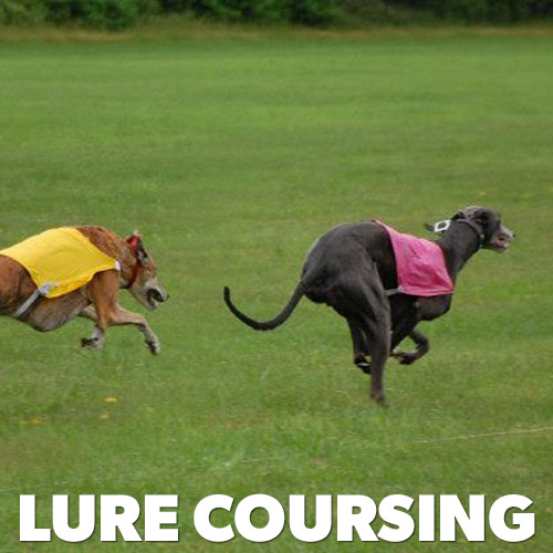 Lure Coursing