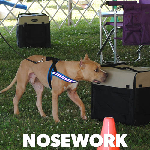 Nosework