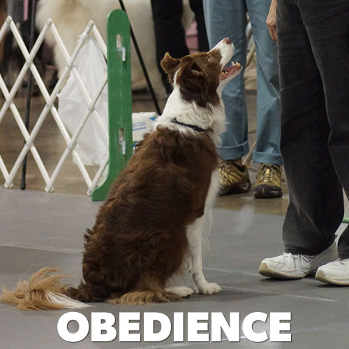 Obedience