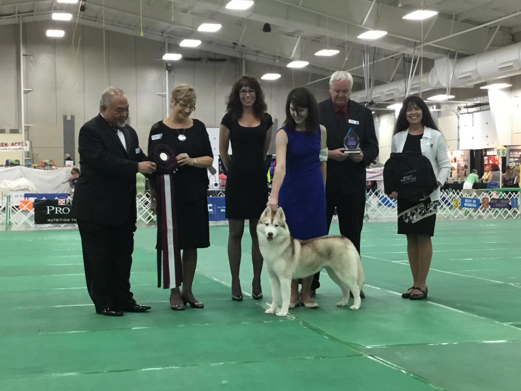 2016 Top Ten Best In Show